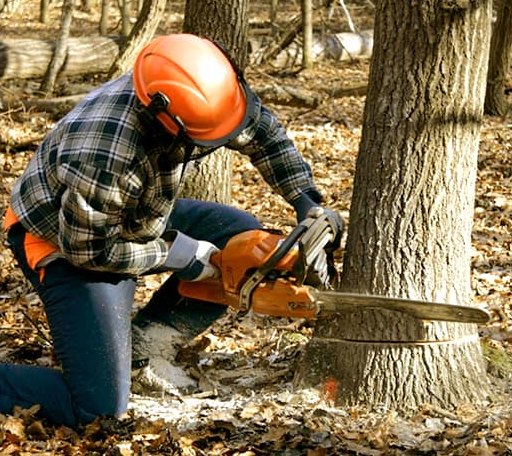 Tree Removal in Premium, KY